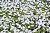50 MIXED COLORS Dwarf IMPATIENS Walleriana Part Sun or Full Shade Red, White, Pink, Carmine, Scarlet, & Orange Flower Seeds