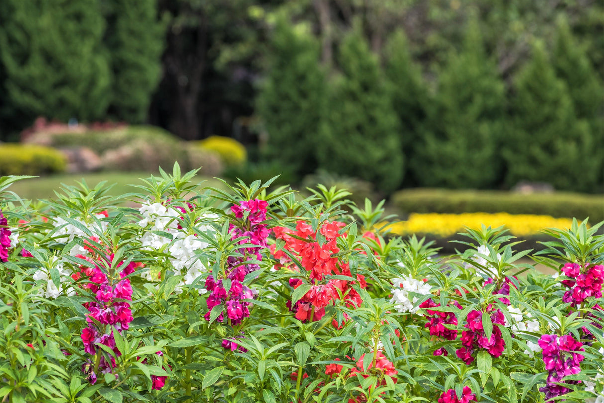 100 Mixed Dwarf TOM THUMB IMPATIENS Balsamina - Sun or Shade - Double Purple, Red, White, Pink, & Orange Flower Seeds