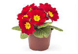 15 SCARLET ENGLISH PRIMROSE Red Primula Vulgaris Part Shade Houseplant Flower Seeds