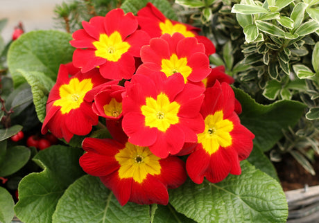 15 SCARLET ENGLISH PRIMROSE Red Primula Vulgaris Part Shade Houseplant Flower Seeds