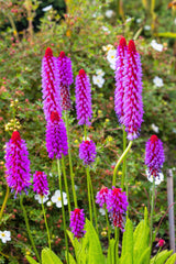 20 ORCHID PRIMROSE Primula Vialii Red Hot Poker Red Pink Purple Shade Wet Flower Seeds