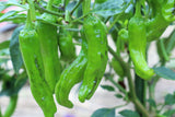 50 SHISHITO PEPPER Green to Red Mild Japanese Chili Capsicum Annuum Vegetable Seeds