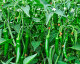 100 BIG JIM PEPPER Green to Red Big 12" Chili Mild Heat Capsicum Annuum Vegetable Seeds