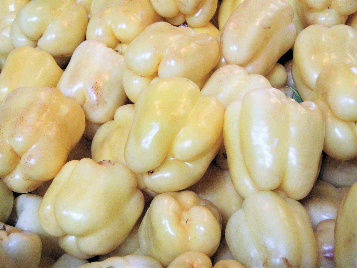 50 WHITE CLOUD BELL PEPPER Sweet Mild Capsicum Annuum Vegetable Seeds
