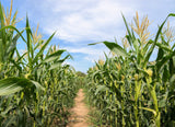 50 Yellow JUBILEE CORN Sweet Corn Zea Mays Vegetable Seeds