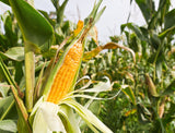 50 SUGAR BUNS CORN Sweet S.E. Yellow Zea Mays Vegetable Seeds