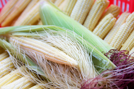 75 Japanese WHITE HULLESS POPCORN or Baby Corn Zea Mays Heirloom Vegetable Seeds