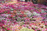 50 MIXED COLORS Dwarf IMPATIENS Walleriana Part Sun or Full Shade Red, White, Pink, Carmine, Scarlet, & Orange Flower Seeds