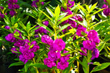 100 Mixed Dwarf TOM THUMB IMPATIENS Balsamina - Sun or Shade - Double Purple, Red, White, Pink, & Orange Flower Seeds