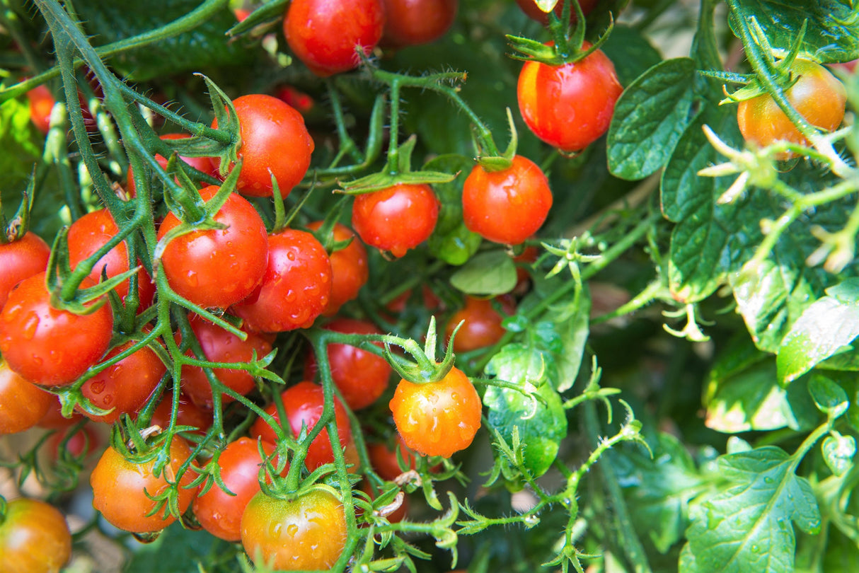 80 Sub ARCTIC PLENTY TOMATO Solanum Lycopersicum Red Determinate Heirloom Fruit Vegetable Seeds