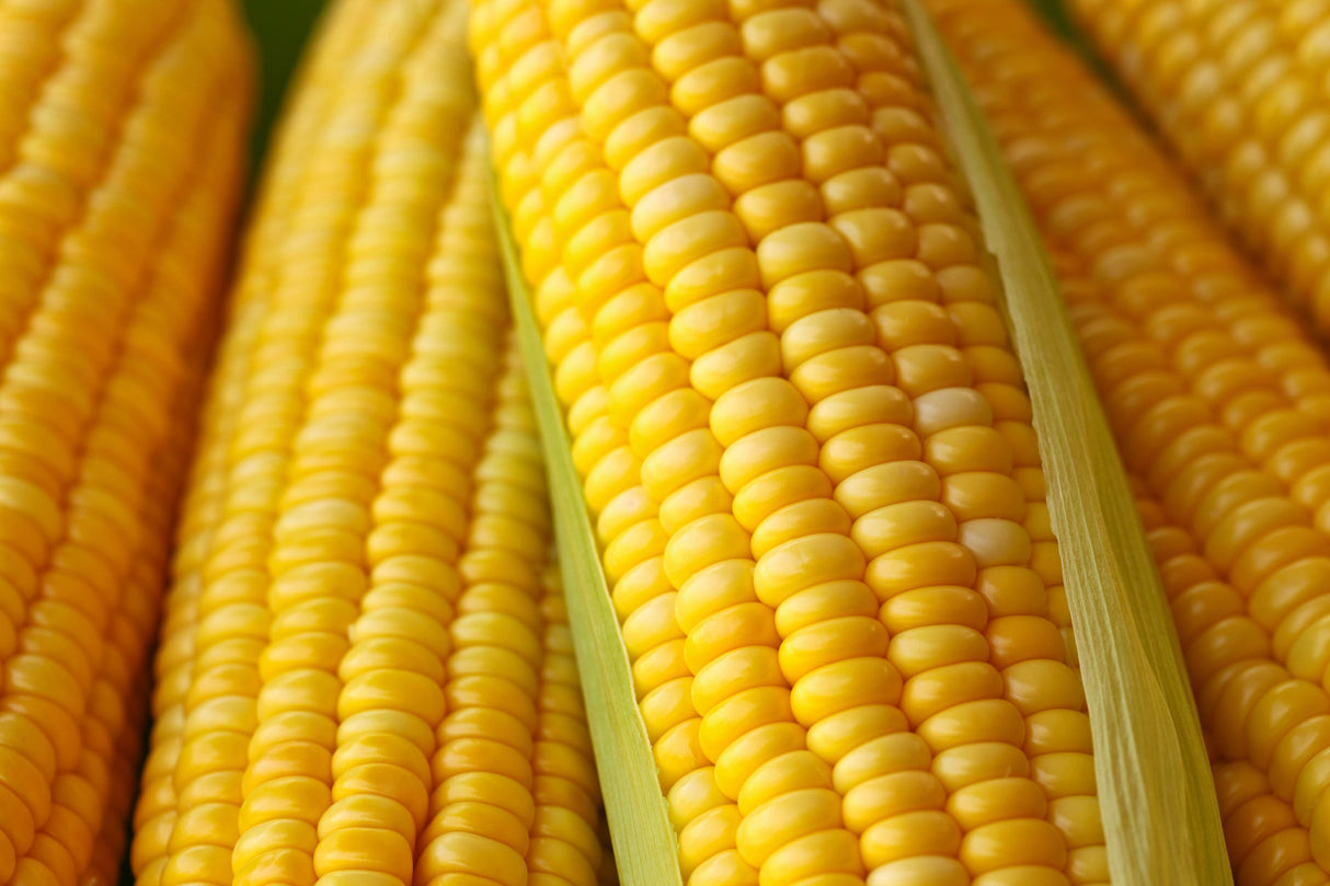 50 HONEY SELECT CORN Sweet Yellow S.E. Sh2 Zea Mays Vegetable Seeds