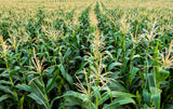 50 HONEY SELECT CORN Sweet Yellow S.E. Sh2 Zea Mays Vegetable Seeds