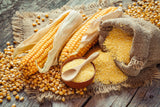 50 SUGAR BUNS CORN Sweet S.E. Yellow Zea Mays Vegetable Seeds