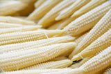 75 Japanese WHITE HULLESS POPCORN or Baby Corn Zea Mays Heirloom Vegetable Seeds