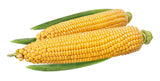 75 SOUTH AMERICAN Yellow POPCORN Corn Zea Mays Heirloom Vegetable Seeds