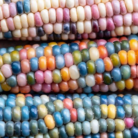 30 GLASS GEM CORN Mixed Colors Ornamental Edible Zea Mays Heirloom Vegetable Seeds