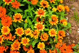 50 SOMBRERO ZINNIA Elegans Mexican Zinnia Haageana Orange Red Yellow Bicolor Flower Seeds