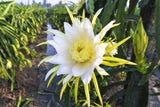 20 YELLOW DRAGON FRUIT ( Pitaya / Pitahaya / Strawberry Pear ) Hylocereus Megalanthus Cactus White Flower Seeds