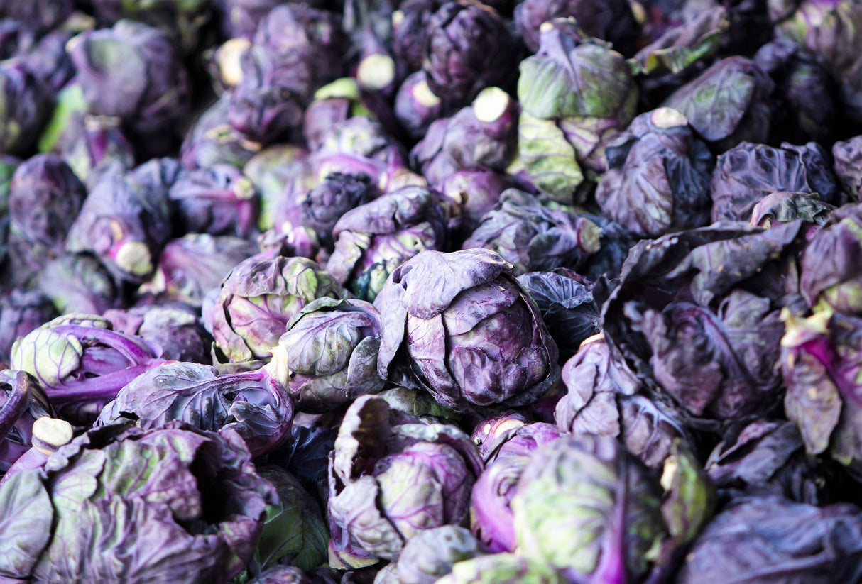 70 RED Ball BRUSSEL SPROUT Brussels Sprouts Brassica Oleracea Gemmifera Vegetable Seeds