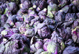 70 RED Ball BRUSSEL SPROUT Brussels Sprouts Brassica Oleracea Gemmifera Vegetable Seeds