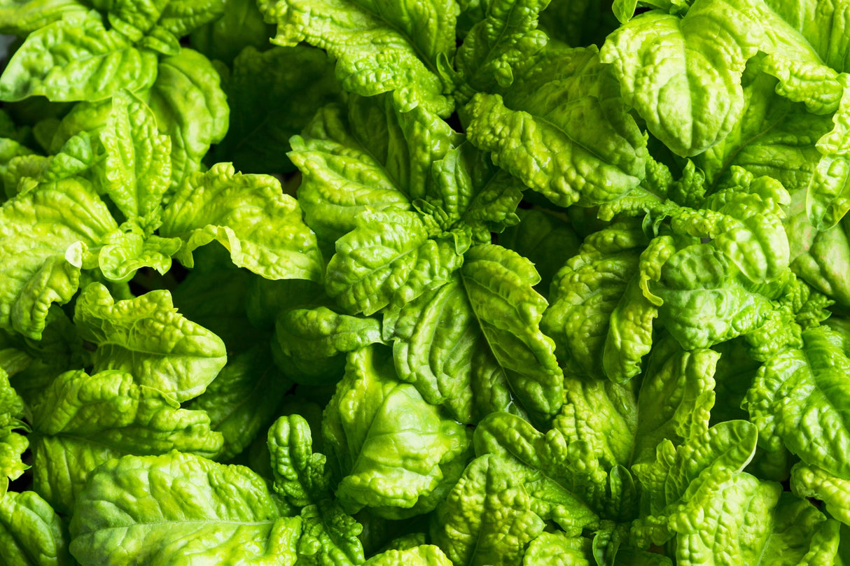 500 LETTUCE LEAF BASIL Ocimum Basilicum Huge Leaves Herb Seeds
