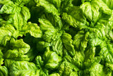 500 LETTUCE LEAF BASIL Ocimum Basilicum Huge Leaves Herb Seeds