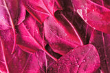 150 MAGENTA MAGIC ORACH Mountain Spinach Atriplex Hortensis Red Leaf Vegetable Greens Seeds