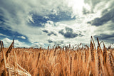 350 AROOSTOOK RYE Secale Cereale Cereal Grain Hardy Winter Cover Crop Seeds