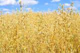 250 Certified ARMOR OAT Oats Avena Sativa Cereal Grain Seeds