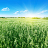 250 Certified ARMOR OAT Oats Avena Sativa Cereal Grain Seeds