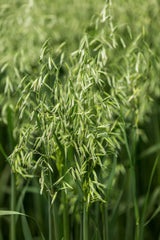 250 Certified ARMOR OAT Oats Avena Sativa Cereal Grain Seeds