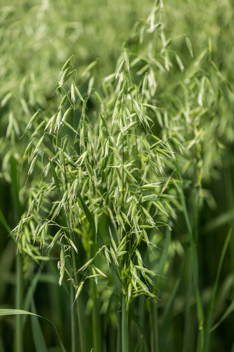 250 Certified ARMOR OAT Oats Avena Sativa Cereal Grain Seeds