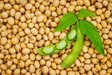 20 Organic MIDORI GIANT SOYBEAN Edamame Glycine Max Green Bean Legume Vegetable Seeds