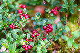 50 LINGONBERRY Mountain Cranberry Vaccinium Vitis-Idea Red Berry Edible Fruit Dwarf Evergreen Shrub Seeds