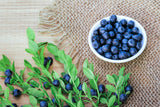 20 DWARF BILBERRY Vaccinium Caespitosum Dwarf Blueberry Whortleberry Pink Flower Blue Berry Fruit Evergreen Shrub Seeds