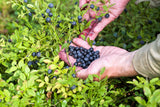 20 DWARF BILBERRY Vaccinium Caespitosum Dwarf Blueberry Whortleberry Pink Flower Blue Berry Fruit Evergreen Shrub Seeds