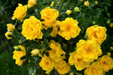 5 YELLOW CLIMBING ROSE Rosa Bush Vine Climber Fragrant Butterfly Flower Seeds