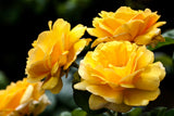 5 YELLOW CLIMBING ROSE Rosa Bush Vine Climber Fragrant Butterfly Flower Seeds