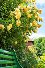 5 YELLOW CLIMBING ROSE Rosa Bush Vine Climber Fragrant Butterfly Flower Seeds