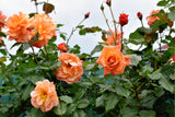 5 ORANGE CLIMBING ROSE Rosa Bush Vine Climber Fragrant Butterfly Flower Seeds