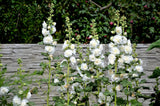 50 SUMMER CARNIVAL HOLLYHOCK Double Mixed Colors Red Pink White Yellow Peach Alcea Rosea Flower Seeds