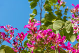 10 PURPLE ORCHID TREE Bauhinia Purpurea Camel's Foot Butterfly Flower Tree Hummingbird Seeds