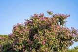 10 PURPLE ORCHID TREE Bauhinia Purpurea Camel's Foot Butterfly Flower Tree Hummingbird Seeds