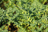 25 GREEN CHICK PEA Chickpea aka Garbanzo Bean Green Chana Cicer Arietinum Legume Vegetable Seeds