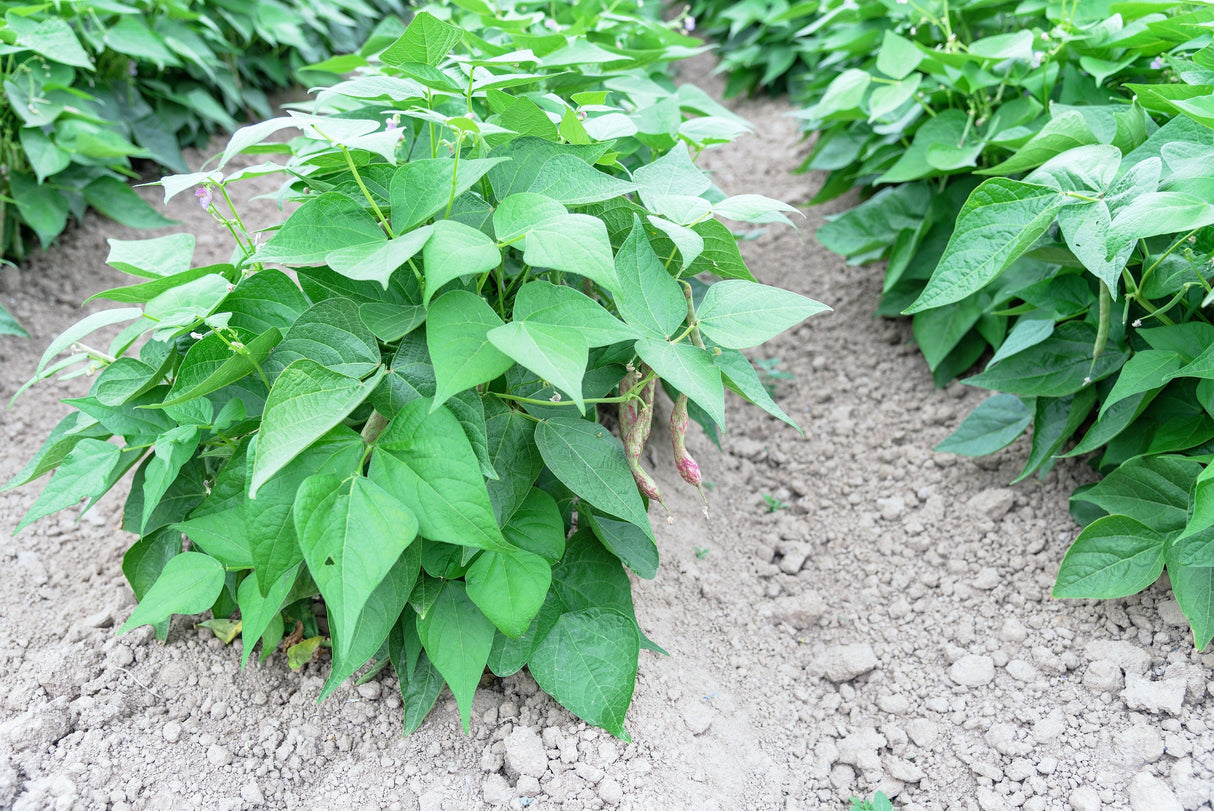 50 DRAGON TONGUE Wax BEAN Yellow & Purple Dragon's Tongue Phaseolus Vulgaris Legume Vegetable Seeds