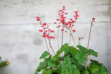 100 Red HEUCHERA SPLENDENS Coral Bells Heuchera Sanguinea Sanguineum Shade Flower Seeds