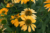 25 CHEYENNE SPIRIT CONEFLOWER Echinacea Orange Red Yellow Purple Pink White Herb Flower Seeds