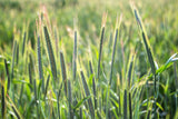 350 AROOSTOOK RYE Secale Cereale Cereal Grain Hardy Winter Cover Crop Seeds
