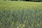 350 AROOSTOOK RYE Secale Cereale Cereal Grain Hardy Winter Cover Crop Seeds