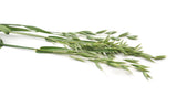 250 Certified ARMOR OAT Oats Avena Sativa Cereal Grain Seeds